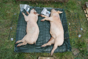 Pig cadavers