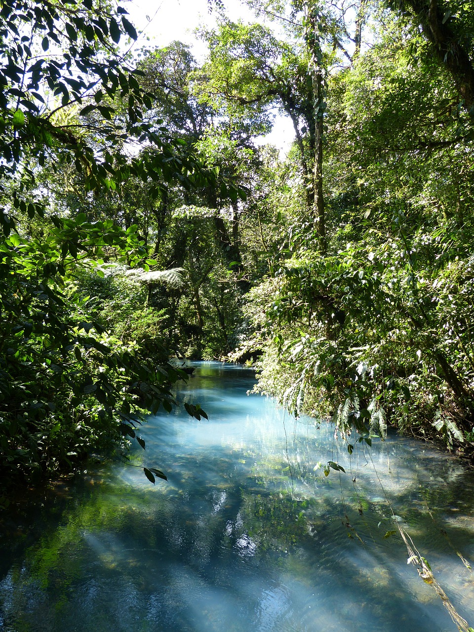 Jungle Forest
